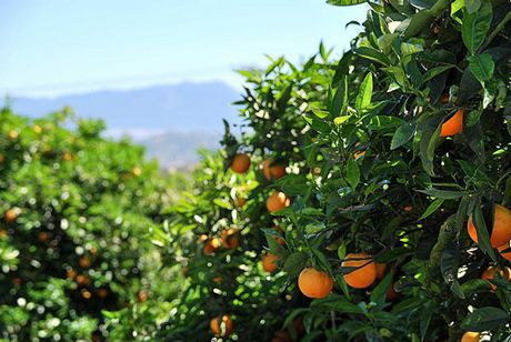 Vila-real devolverá el IBI de rústica de las parcelas en activo en apoyo a los agricultores tras la pésima campaña